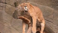 Cel mai mare experiment realizat in lumea animala. Detalii uimitoare despre viata nocturna a animalelor