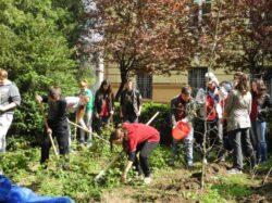 Pomi fructiferi plantati in cadrul campaniei „Gandeste verde, vezi verde”