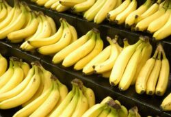 Culturile de banane din Asia, America Latina si Africa sunt compromise din cauza unui virus nou aparut