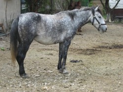 Adapost pentru caii abandonati sau abuzati, fondat de mai multi bucuresteni