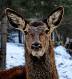 APM Bihor: Actiuni de evaluare a speciilor de animale salbatice strict protejate