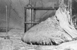 „Piciorul de Elefant", cel mai periculos deseu existent in lume