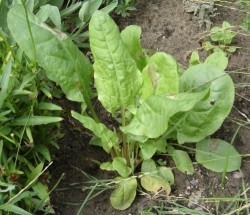 Macrisul elimina toxinele din organism