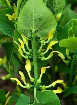 Marul lupului, planta care poate invinge cancerul