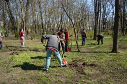 Tinerii de la PSD Iasi au plantat 100 de tei in zona Copou
