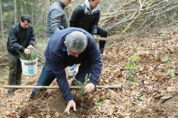 Uioreanu si liberalii din Huedin au impadurit 3 hectare in Calatele