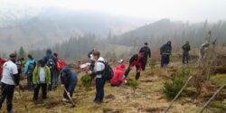 Campanie de reimpadurire in zona Rarau