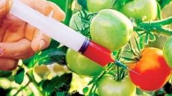 S-a confirmat: ADN-ul modificat genetic ajunge in organismul oamenilor