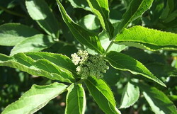 Pesticid ecologic din ceai de frunze de soc