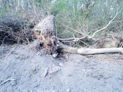 Dezastru la Somos: silvicultorii au scos arborii din radacini pe o distanta de aproximativ 12 kilometri