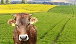 De ce recomanda oamenii de stiinta dieta cu rapita... pentru vaci?