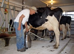 Nemtii restrictioneaza utilizarea antibioticelor in zootehnie