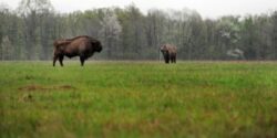 Zimbraria Neagra, cea mai mare din tara, ar putea fi extinsa pentru ca animalele nu mai au loc