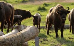Zimbrii din Bucsani nu vor mai fi impuscati. Directia Silvica ar putea extine suprafata Zimbrariei Neagra pentru a face loc tuturor animalelor