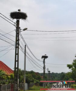 Comuna Calnic, patria berzelor