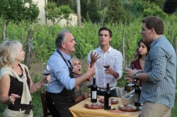 Italia: 57 mii hectare de plantatii viticole ecologice