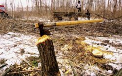 Paradoxuri statistice: in Romania se taie paduri de patru ori mai mult decat se regenereaza, dar fondul forestier creste