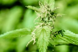 Insecticide ecologice. Cateva sfaturi simple