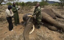 Numarul elefantilor din Tanzania a scazut drastic. Specialistii vorbesc de timpul ramas pana cand vom asista la disparitia acestor animale