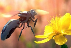 Albinele dispar, cercetatorii pregatesc insecte-roboti