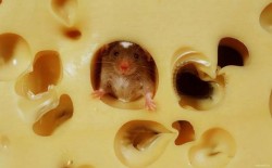 13 lucruri gresite pe care le crezi despre animale