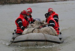 Vier Pfoten Romania a trimis specialisti si medici veterinari in Serbia, in ajutorul animalelor din fermele distruse de inundatii ori abandonate