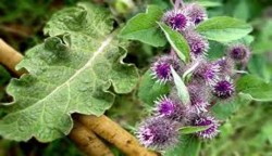 Centrul natura:Arctium lappa (Brusturele)