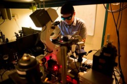 Nanotehnologia ar putea transforma arbustii in generatoare masive de energie