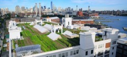 O ferma pe un acoperis in New York creste anual 23 de tone de produse ecologice