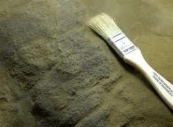 Descoperire unica: Fosilele unei noi specii de mamifer din Cretacic, gasite in Romania