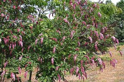 Proiect pentru promovarea ariilor protejate - Zilele Liliacului Carpatin