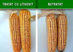 Cea mai noua tehnologie de fertilizare in cultura cerealelor, fertilizarea cu CO2