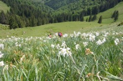Aveti doua saptamani la dispozitie pentru a admira narcisele salbatice din Muntii Rodnei