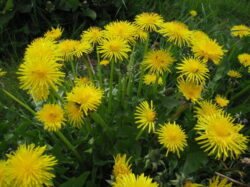 Plante care calmeaza alergiile