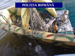 Patru tone de sturioni urmau sa ajunga pe piata neagra. Braconierii au ajuns la audieri