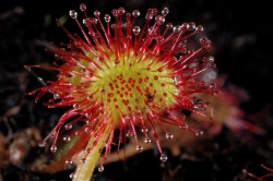 Plantele carnivore folosite la apararea culturilor ecologice