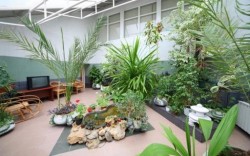 8 motive pentru care ar trebui sa-ti iei plante de apartament