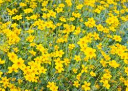 Plante care rezista la seceta