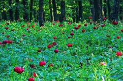Padurea Plenita - rezervatia de bujori salbatici