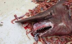 Este o "fosila vie". Un rechin preistoric a fost prins de pescari in Golful Mexic. E al doilea exemplar din istorie