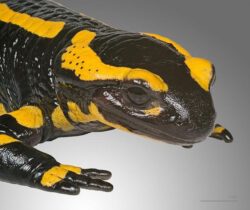 Viata salamandrelor europene este amenintata de o ciuperca misterioasa