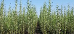 Primariile au primit oferte pentru infiintarea de parazapezi naturale din salcie
