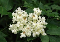 Socul, remediu natural pentru numeroase afectiuni