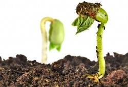 Plantele comunica intre ele, cu ajutorul ciupercilor din pamant