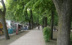 Tabloul masacrului ecologic de la Iasi. Un plan gaunos, intesat cu minciuni, 500 de tei ucisi fara remuscari si tunul imobiliar