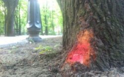 Macelarii teilor din Iasi lovesc din nou. Sute de arbori sanatosi, marcati pentru taiere.