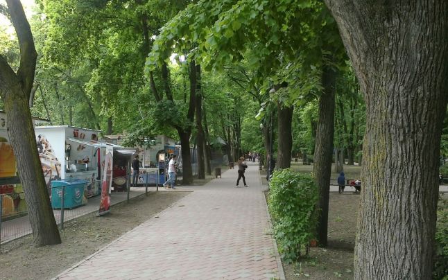 tei Tabloul masacrului ecologic de la Ia?i. Un plan g?unos, în?esat cu minciuni, 500 de tei uci?i f?r? remu?c?ri ?i tunul imobiliar