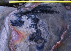Topirea ghetarilor: Apar fosile de reptile preistorice!