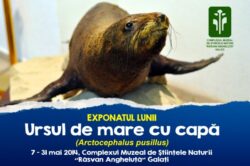 Ursul de mare, la Stiintele Naturii