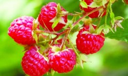 Zmeura combate cancerul, constipatia si bolile reumatice